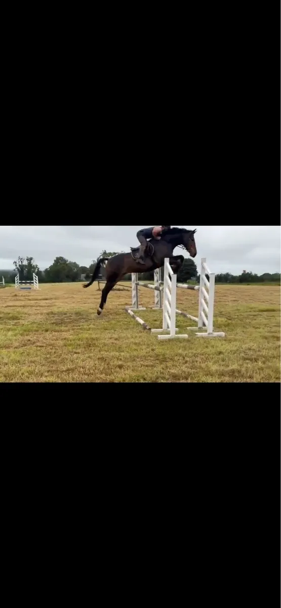 HHS cornet 7 year old all rounder - Image 4