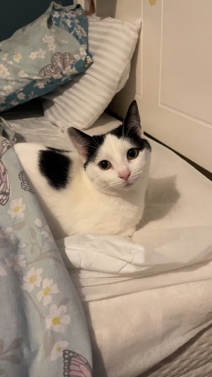 Cat - Image 1