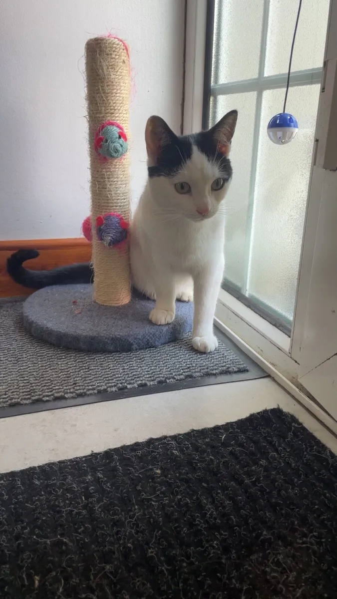 Cat - Image 2