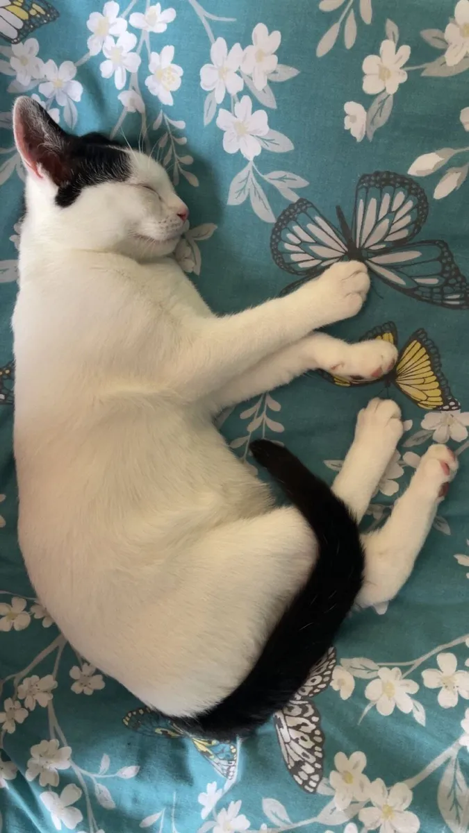 Cat - Image 4