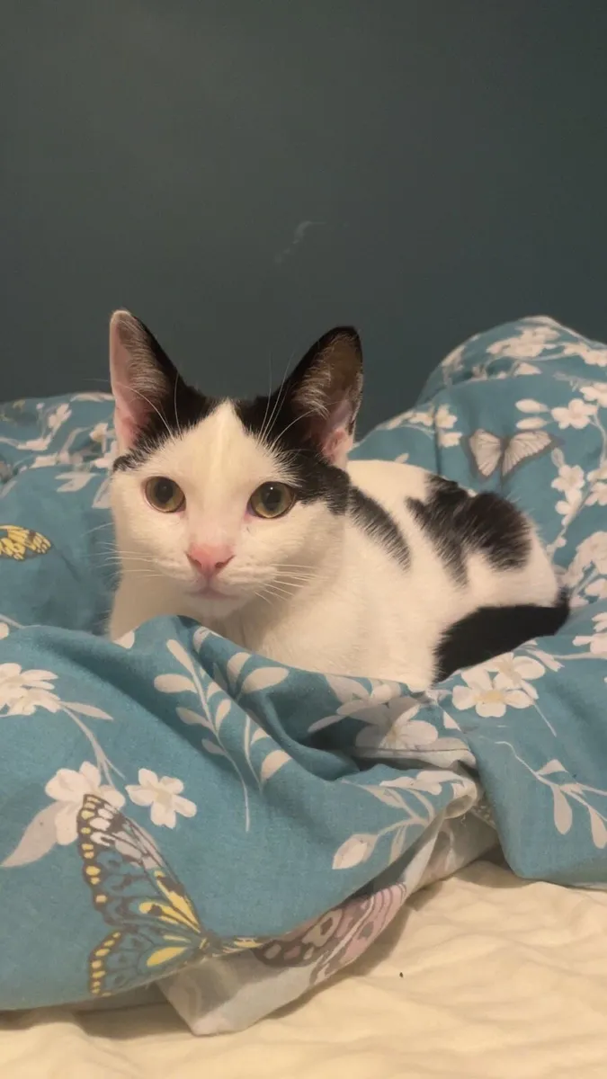 Cat - Image 3