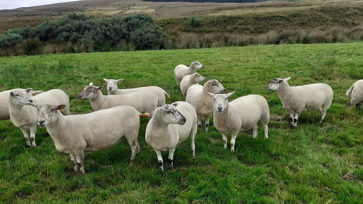 LLEYN /SUFFOLK HOGGETTS - Image 3