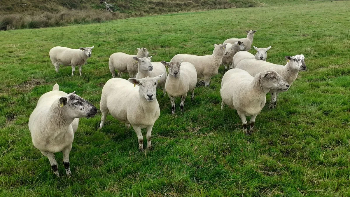 LLEYN /SUFFOLK HOGGETTS - Image 2