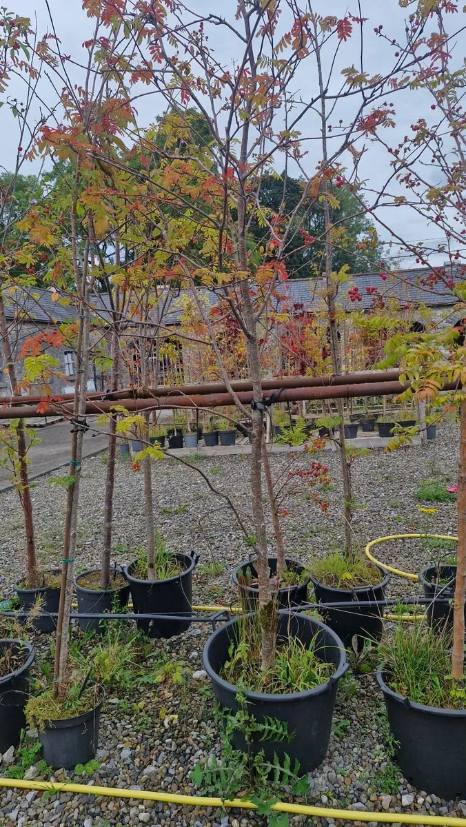 Trees - Image 1