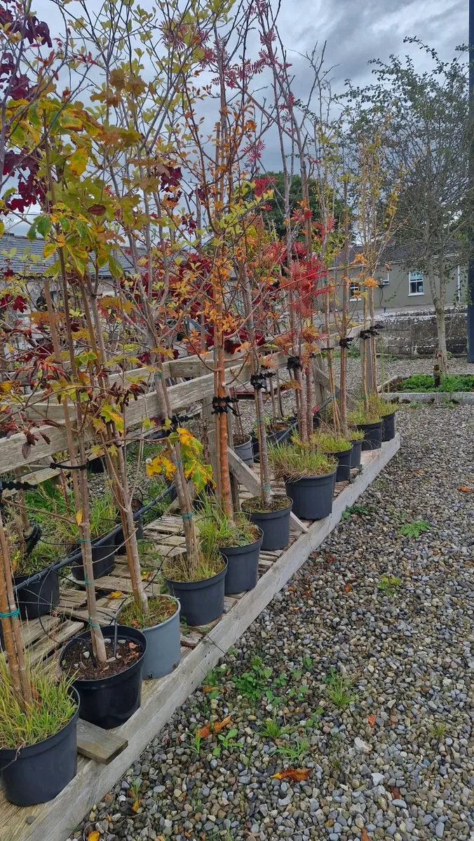 Trees - Image 2