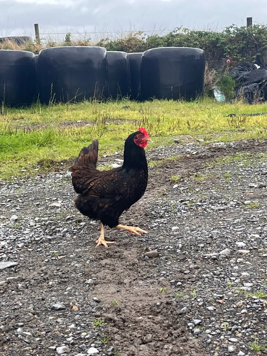 Ducks and pure bred hens - Image 3