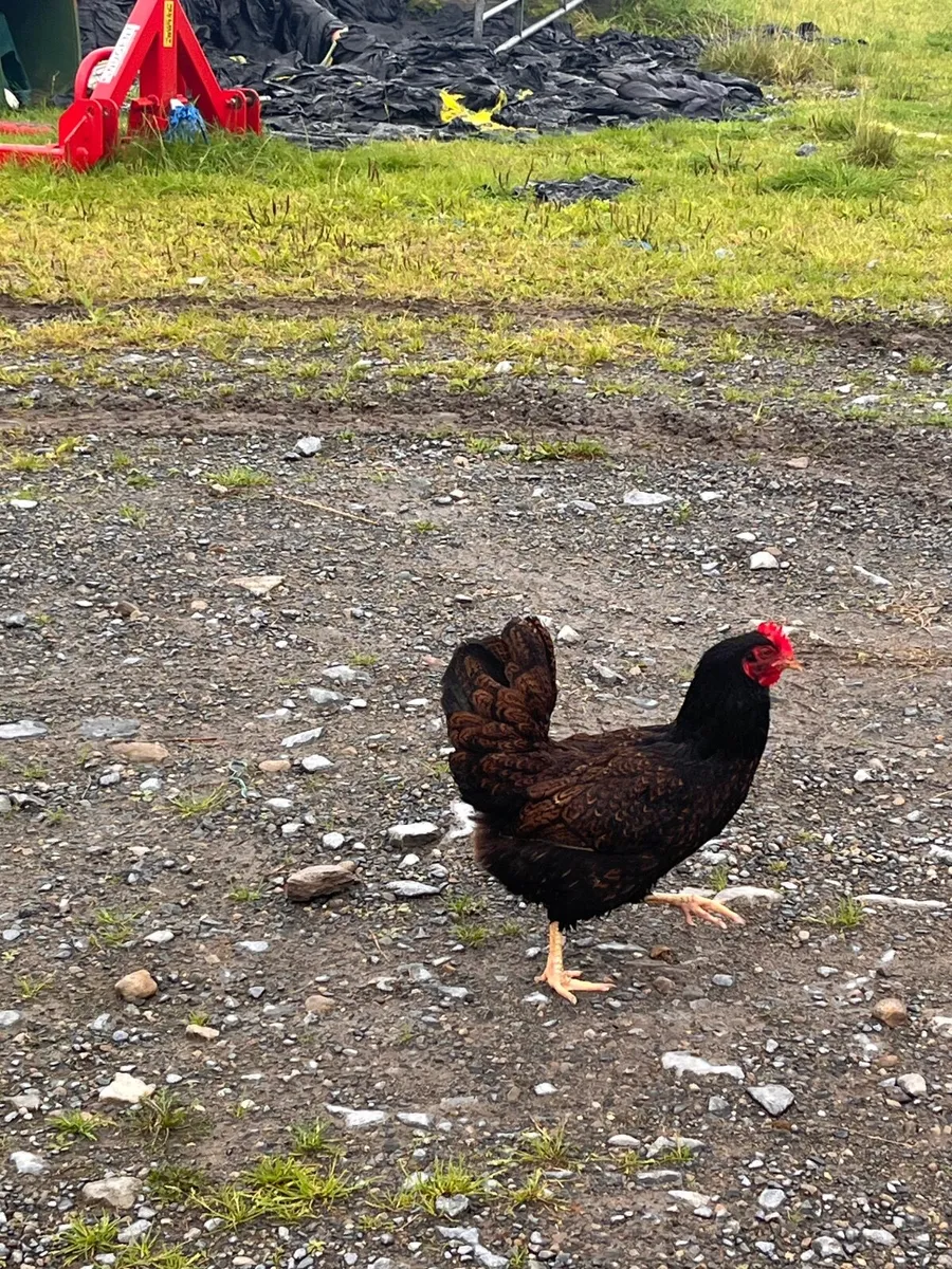 Ducks and pure bred hens - Image 4