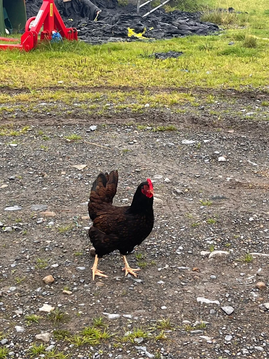 2 hens laying every day - Image 2