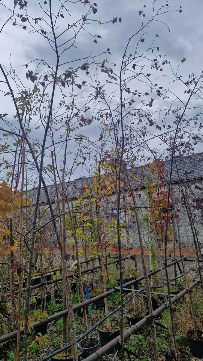 Trees - Image 3