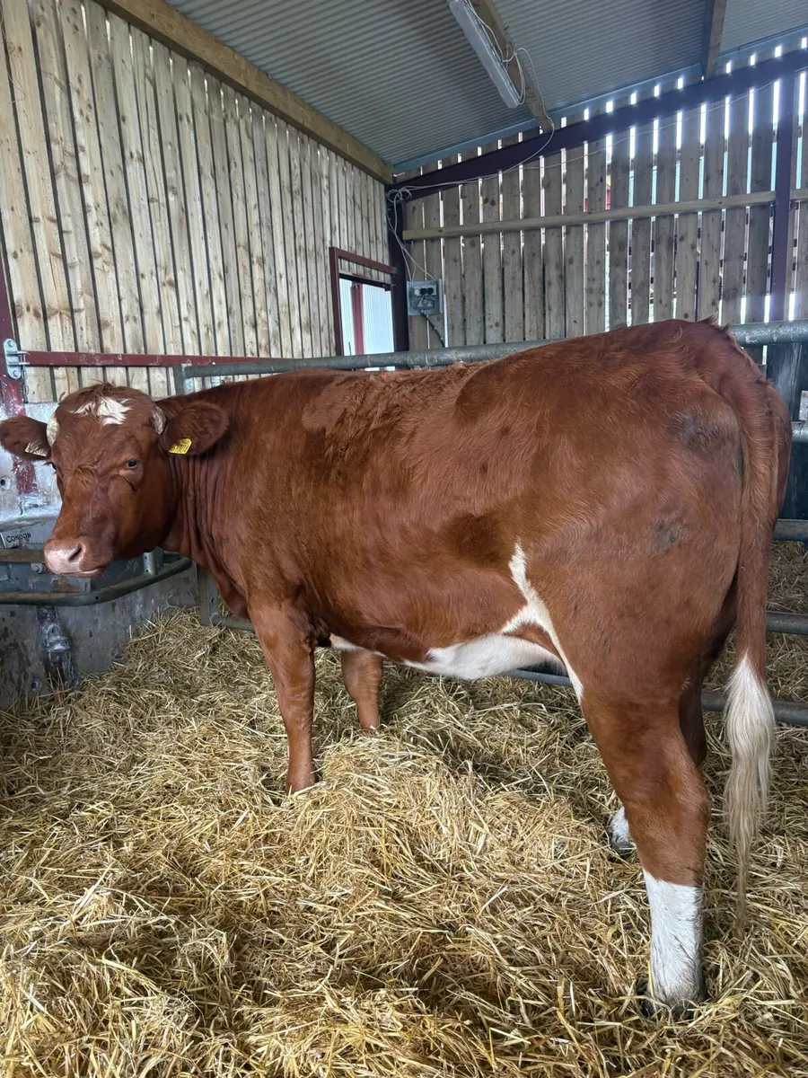 4 super top quality springers for sale - Image 1