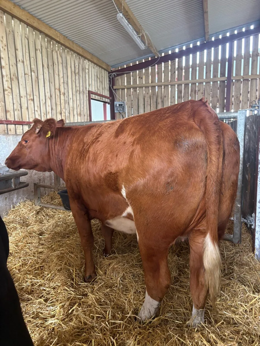4 super top quality springers for sale - Image 2
