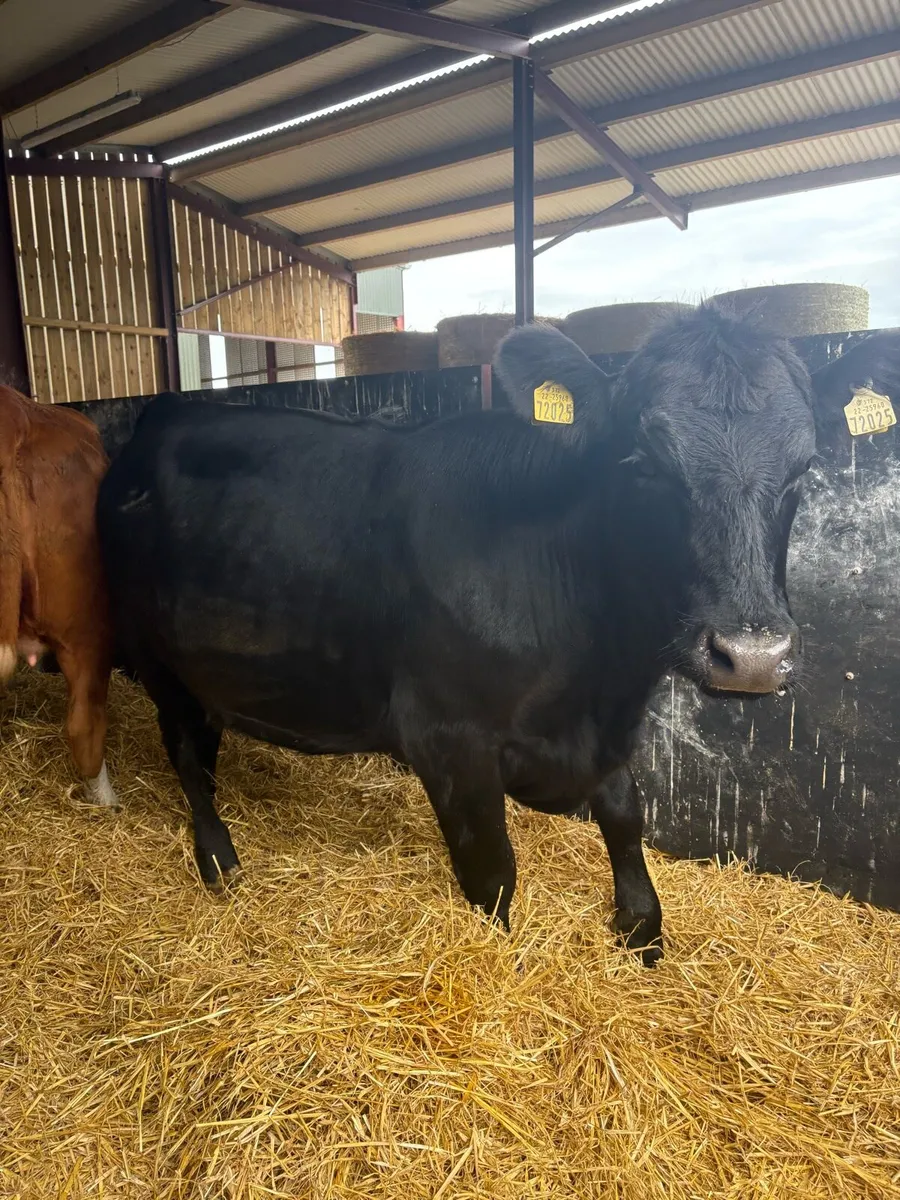 4 super top quality springers for sale - Image 3