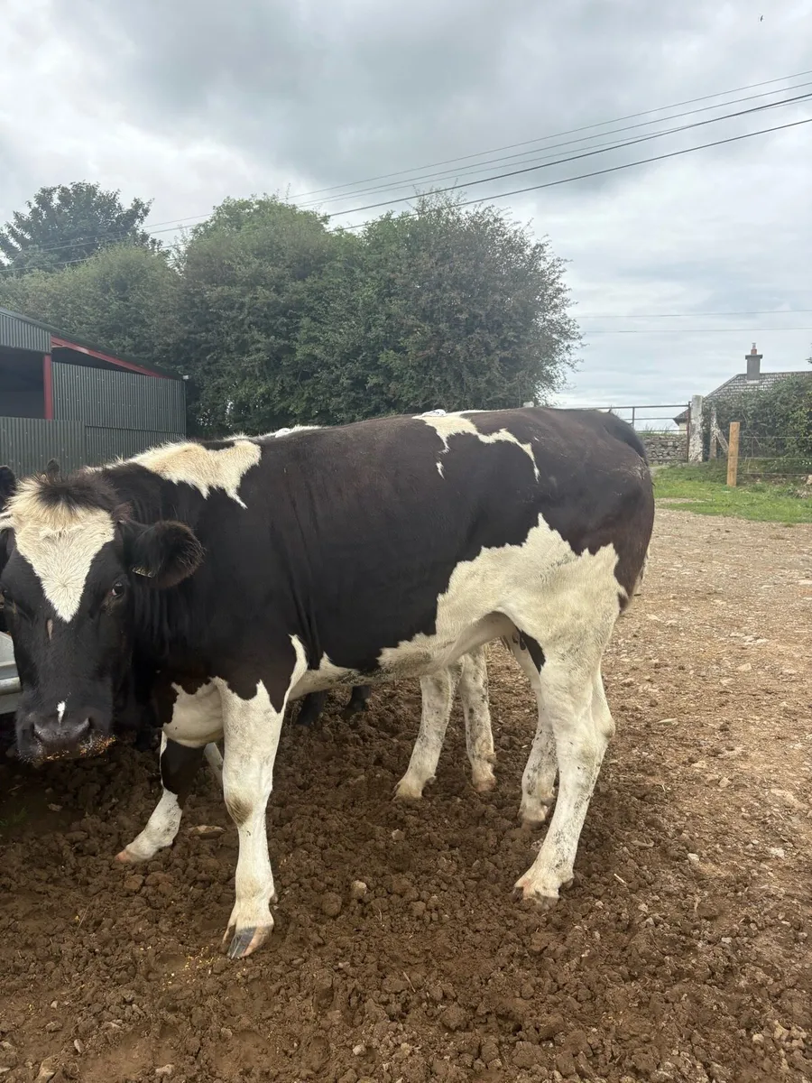 4 super top quality springers for sale - Image 4