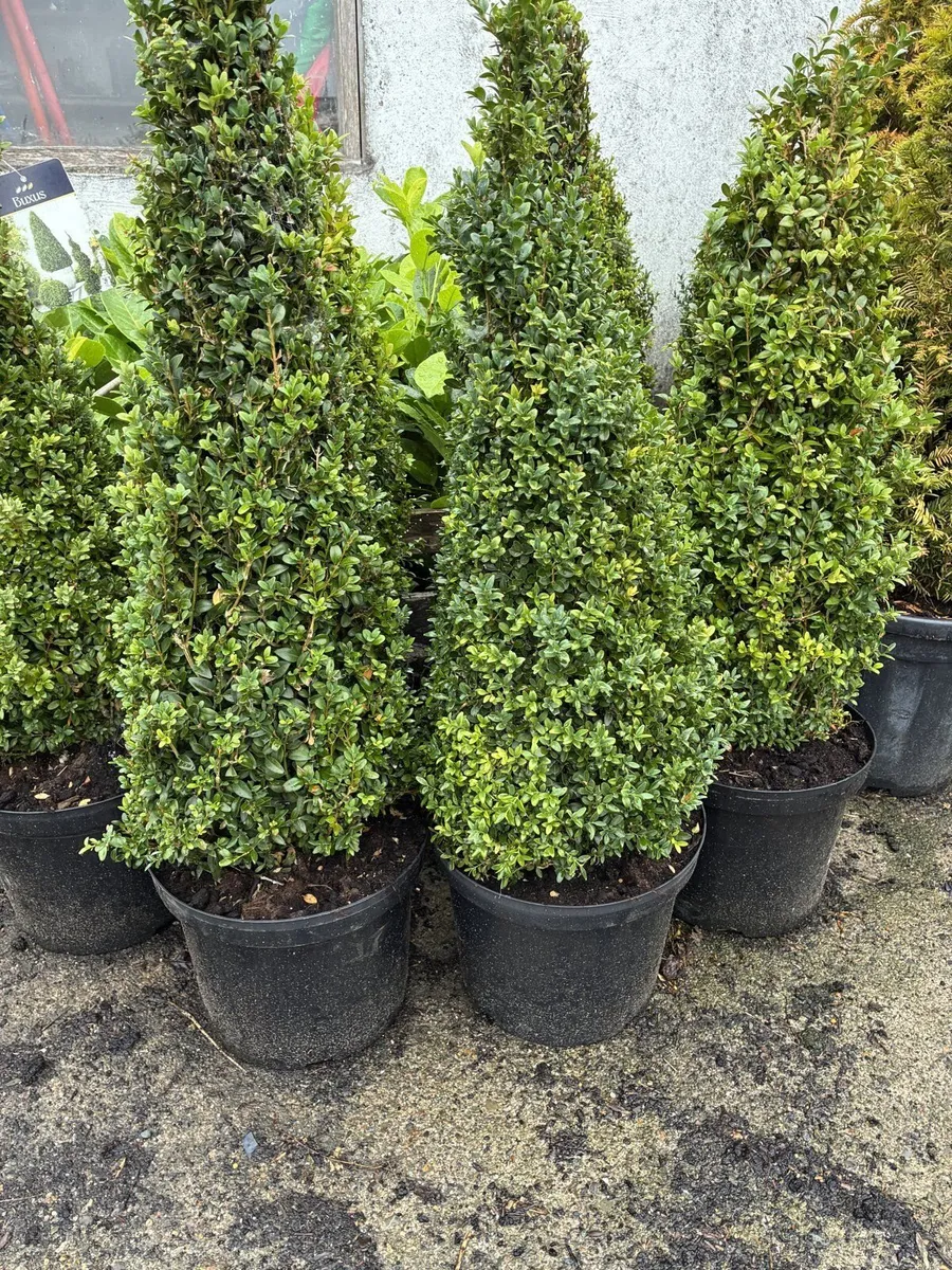 Box hedging plants – 1ft – €2.50 each - Image 2