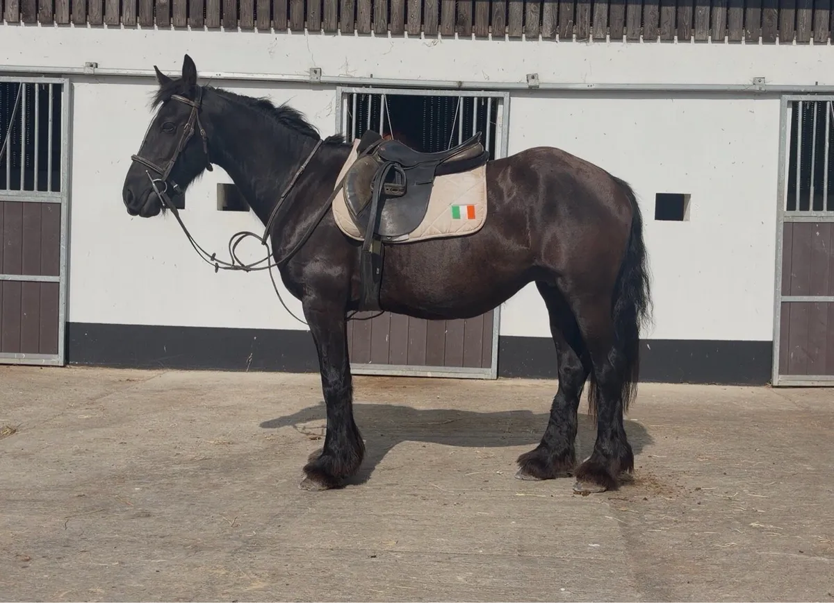 Riding School Cobs - Image 1