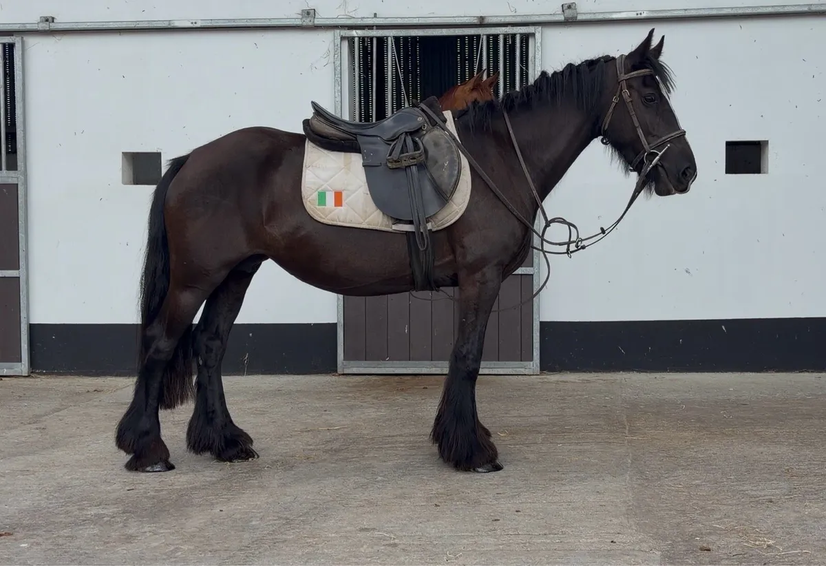 Riding School Cobs - Image 2