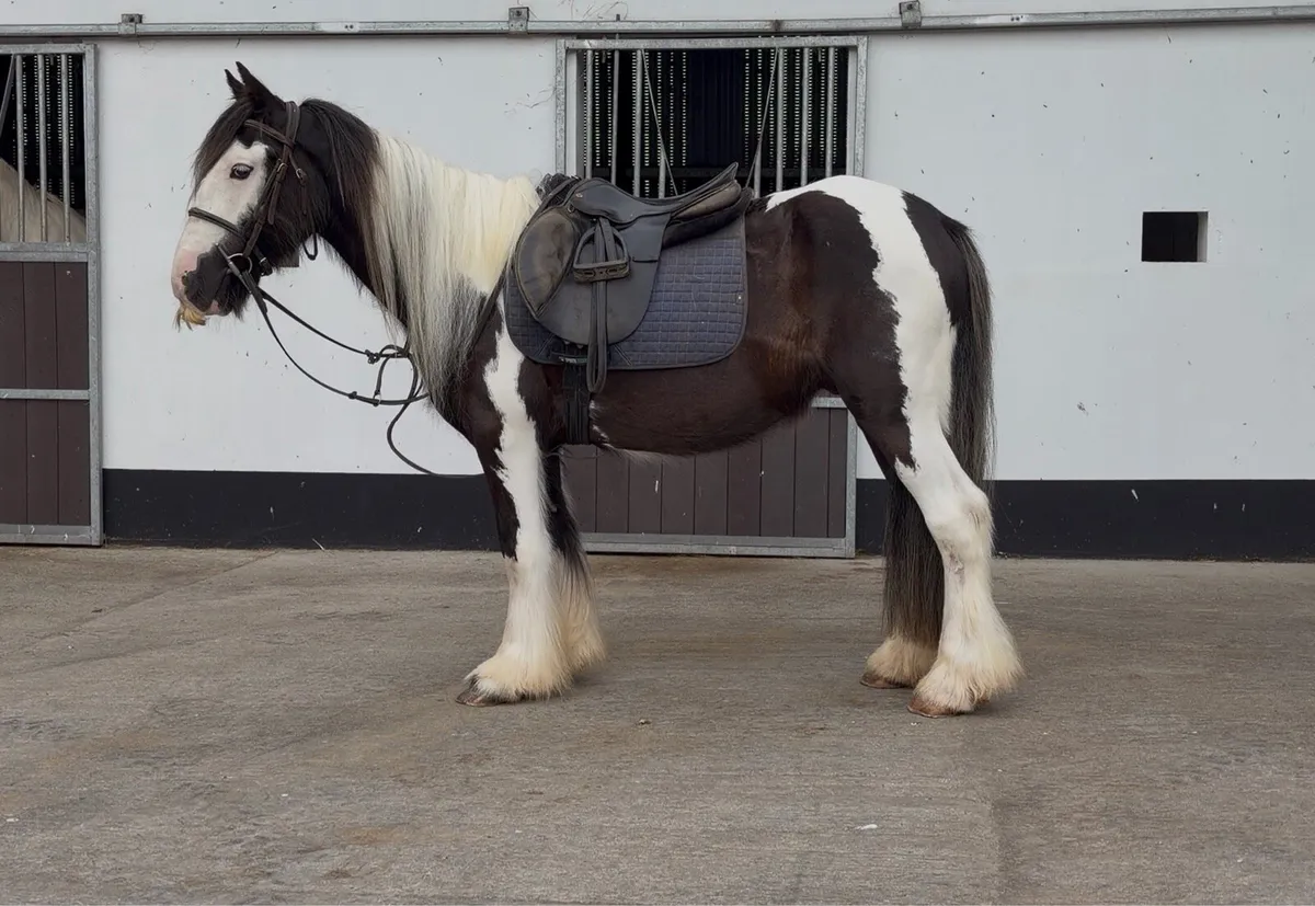Riding School Cobs - Image 3