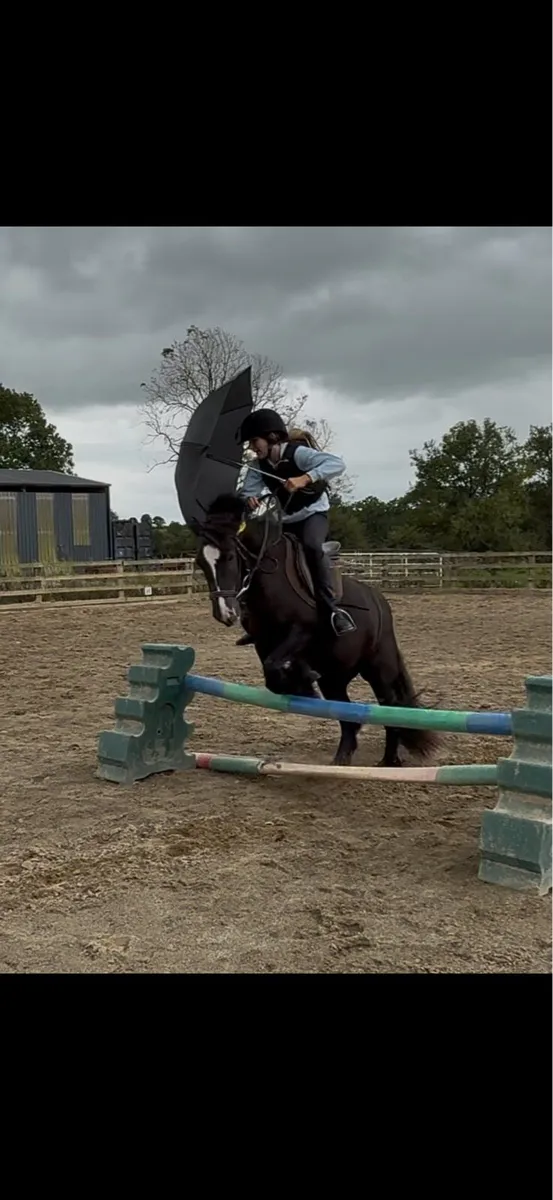 12.2 pony - Image 1
