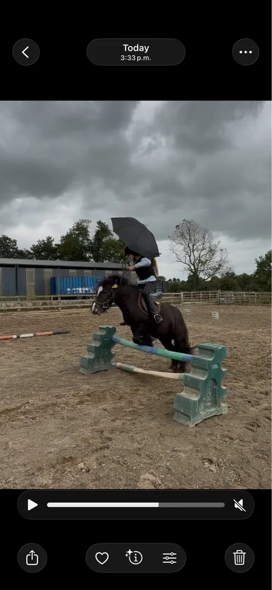 12.2 pony - Image 4