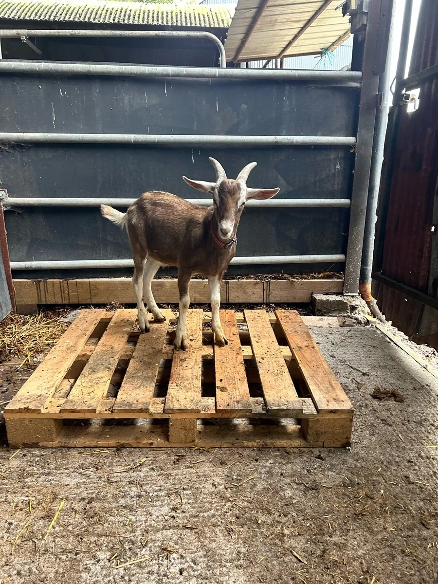2 buck Goats