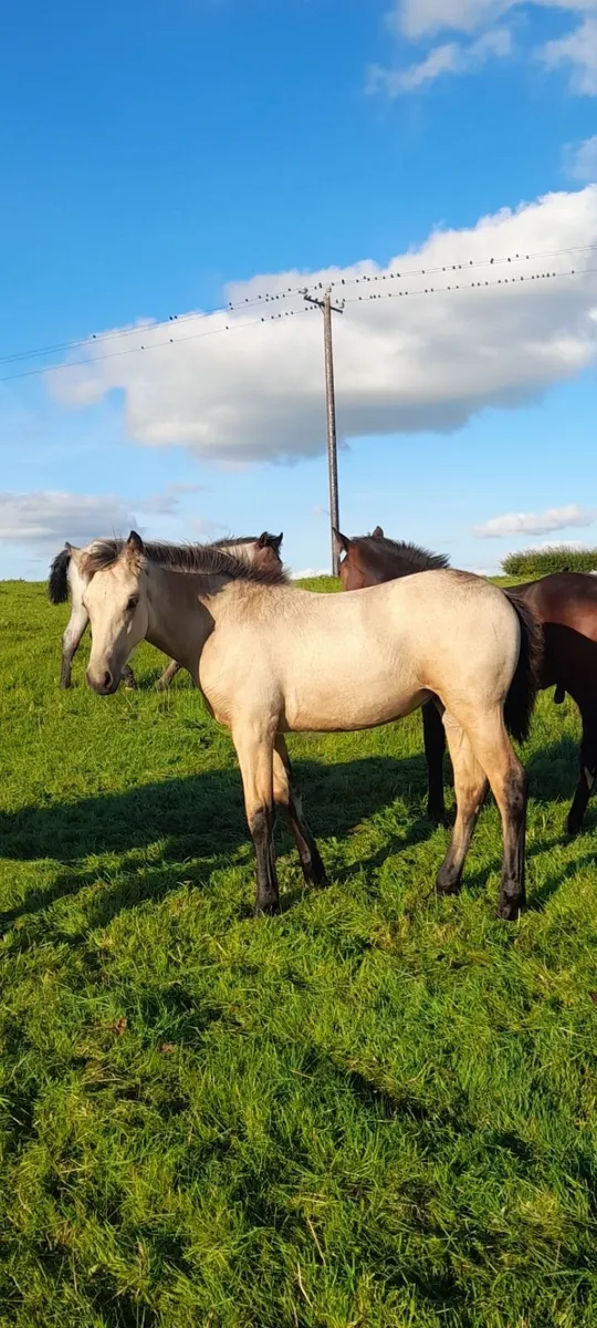 Connemara filly foal - Image 1