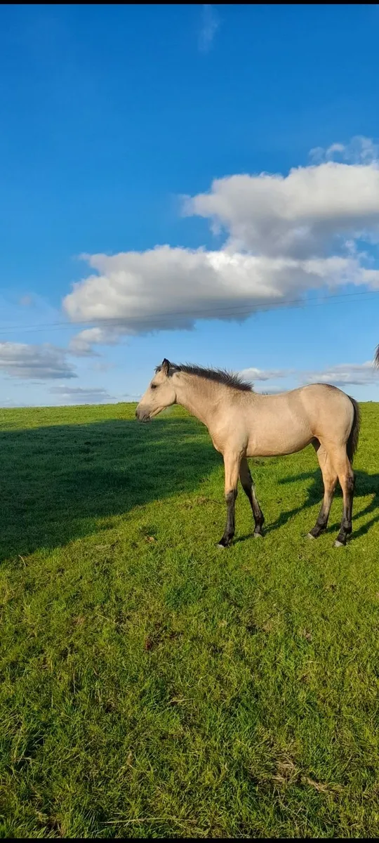 Connemara filly foal - Image 2