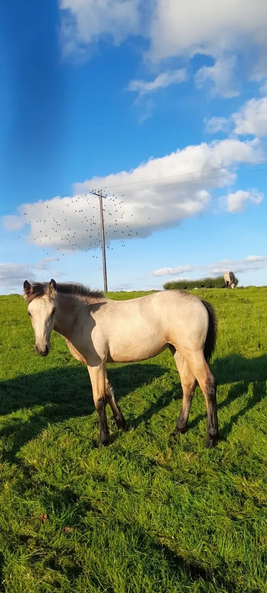 Connemara filly foal - Image 3