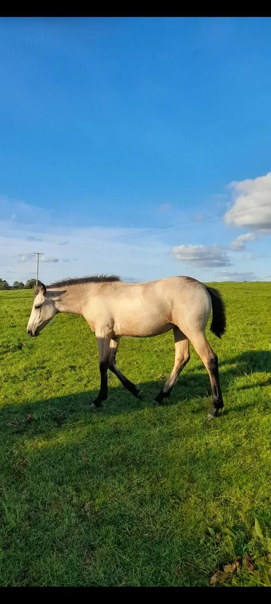 Connemara filly foal - Image 4