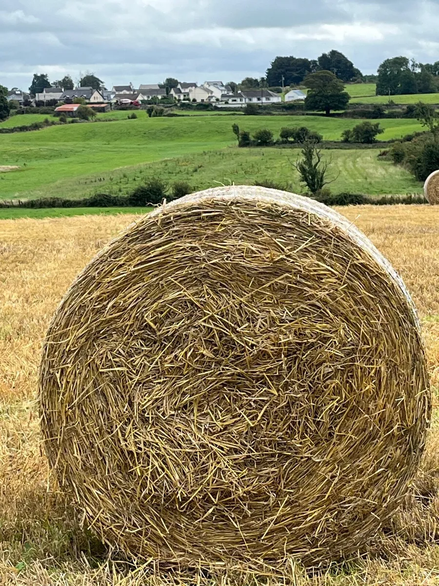 Barley Straw - Image 3