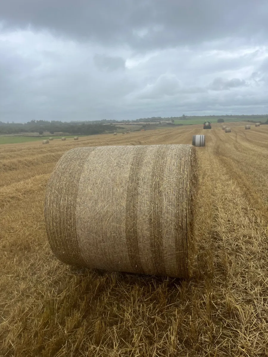Barley Straw - Image 4