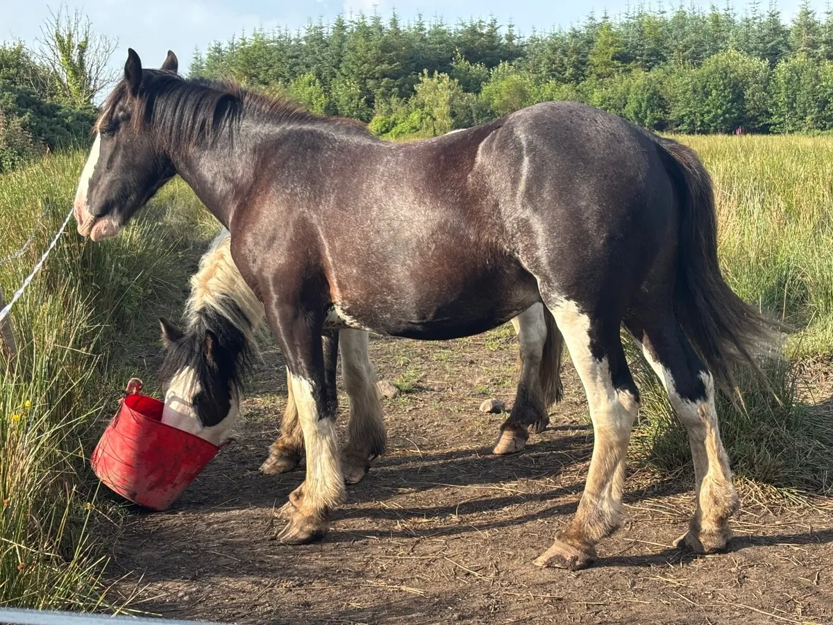 Cob Horse - Image 2