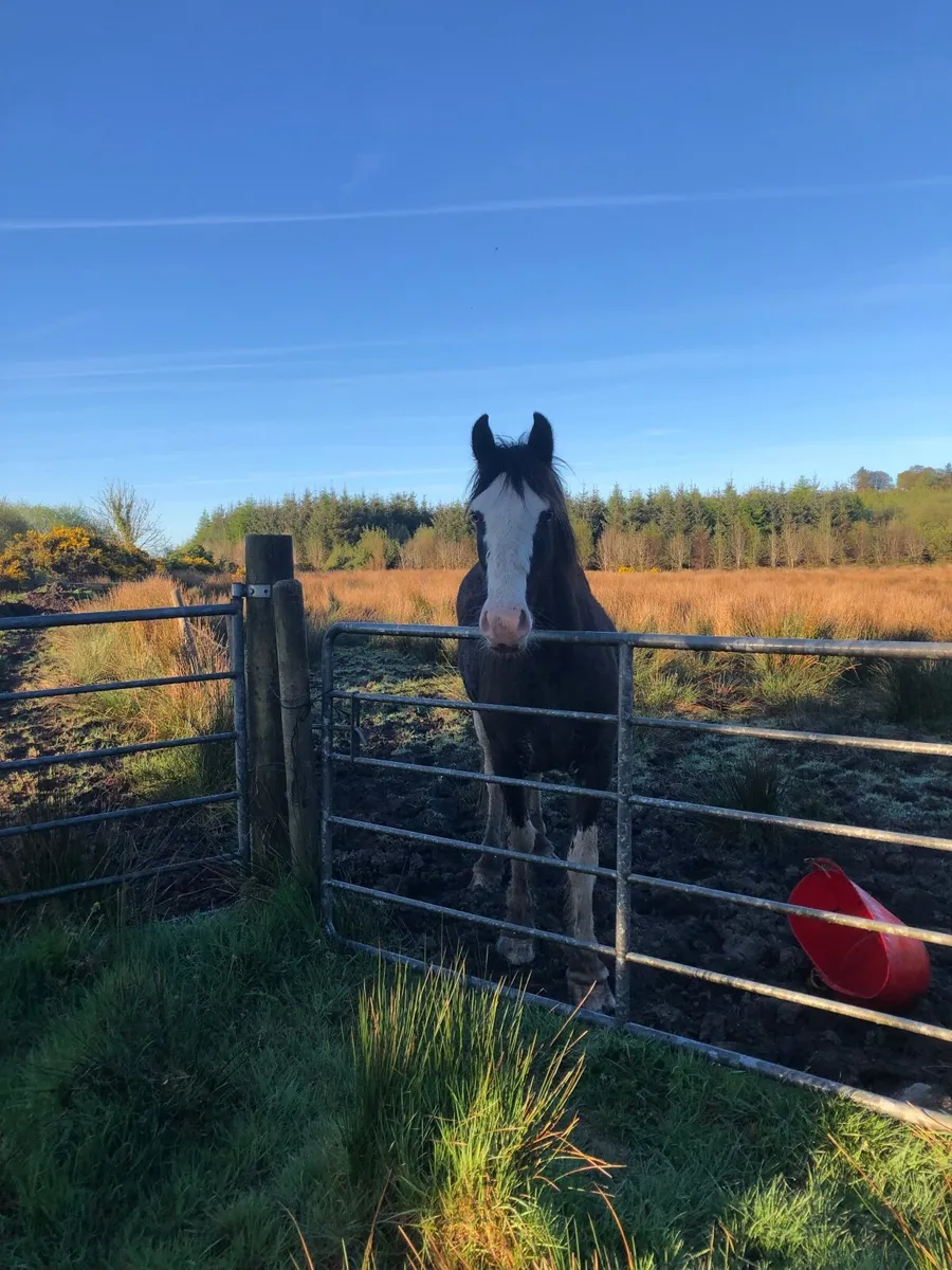 Cob Horse - Image 1