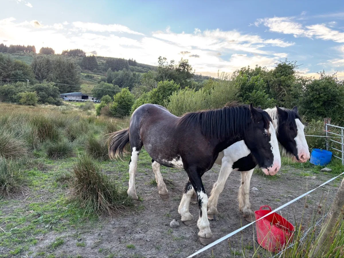 Cob Horse - Image 3