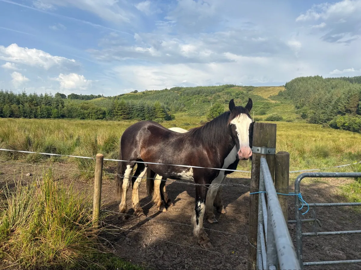 Cob Horse - Image 4