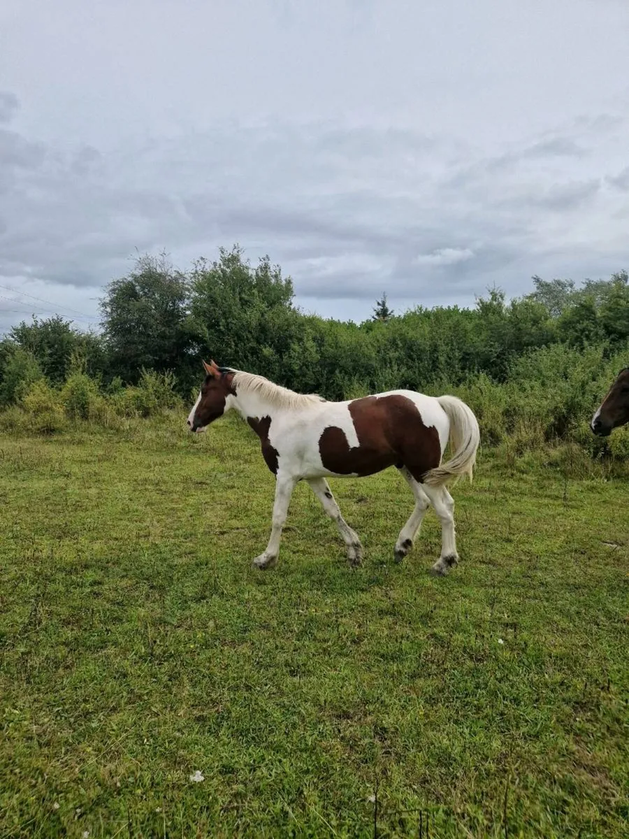 Nicely coloured 1 and half yr old sport horse - Image 1
