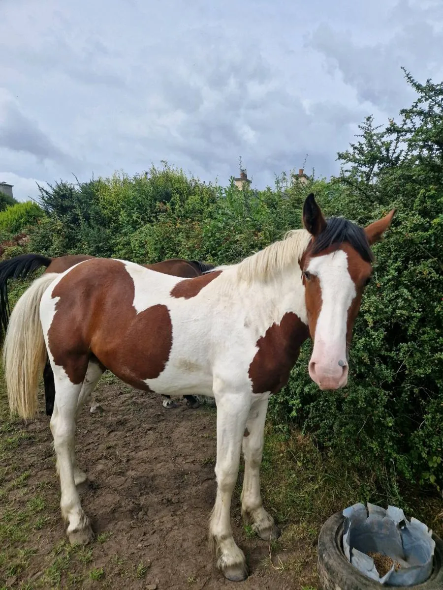 Nicely coloured 1 and half yr old sport horse - Image 2