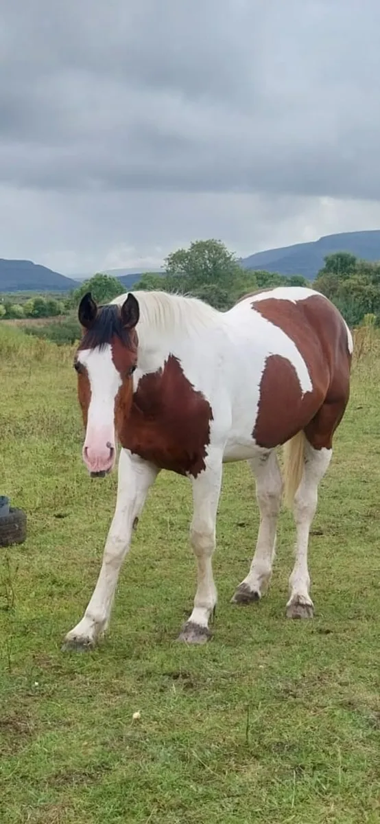 Nicely coloured 1 and half yr old sport horse - Image 3