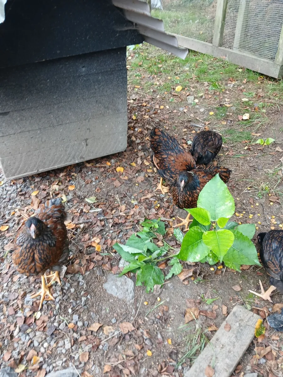 Double laced Barnevelder pullets for €25 each - Image 3