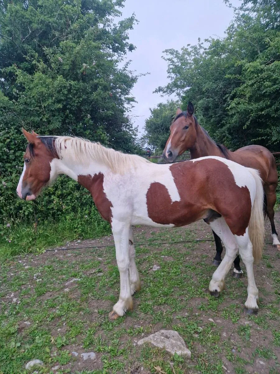 Nicely coloured 1 and half yr old sport horse - Image 4