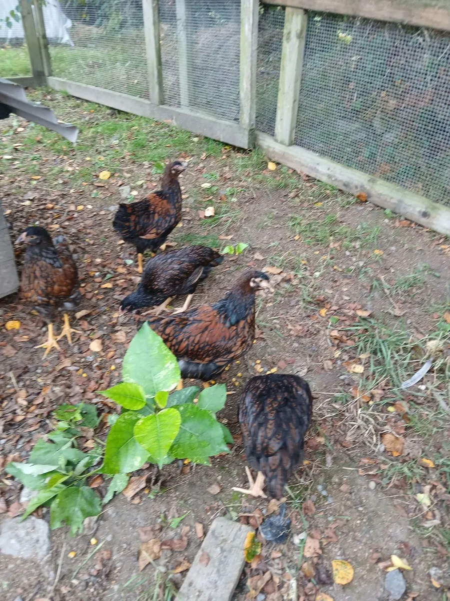 Double laced Barnevelder pullets for €25 each - Image 1