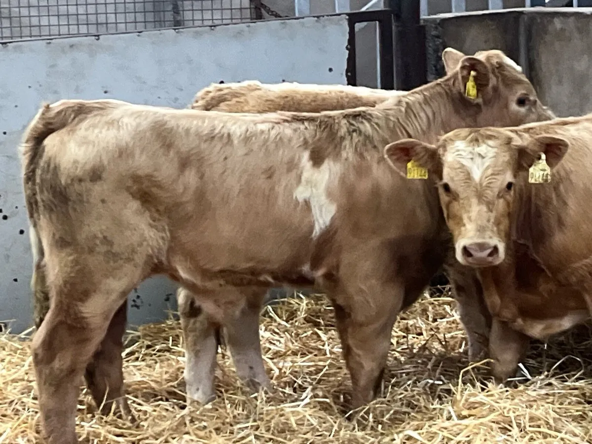 Super 200Kg Golden CH Bull Weanlings - Image 2
