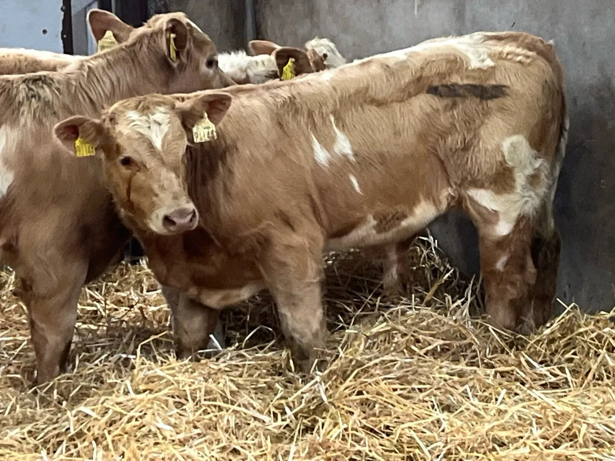 Super 200Kg Golden CH Bull Weanlings - Image 3
