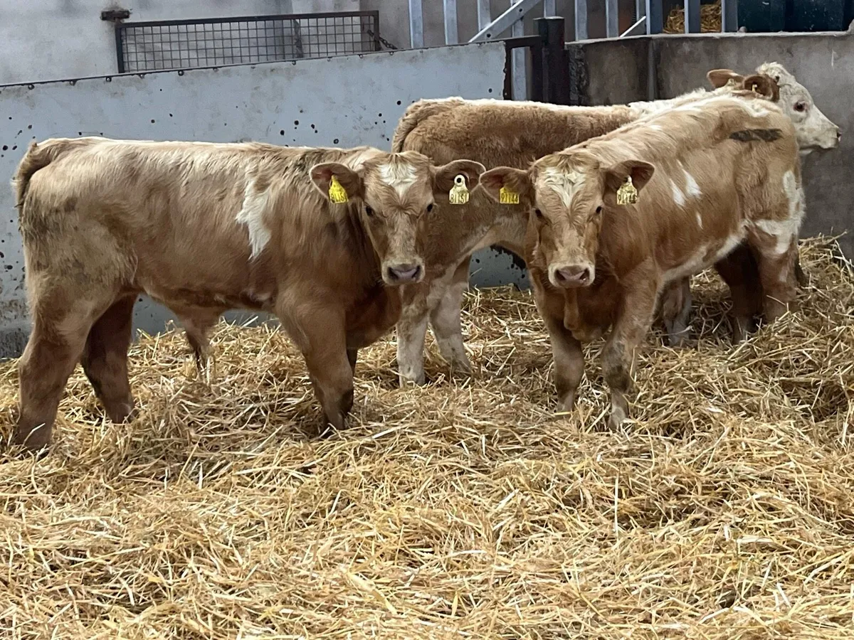 Super 200Kg Golden CH Bull Weanlings - Image 4