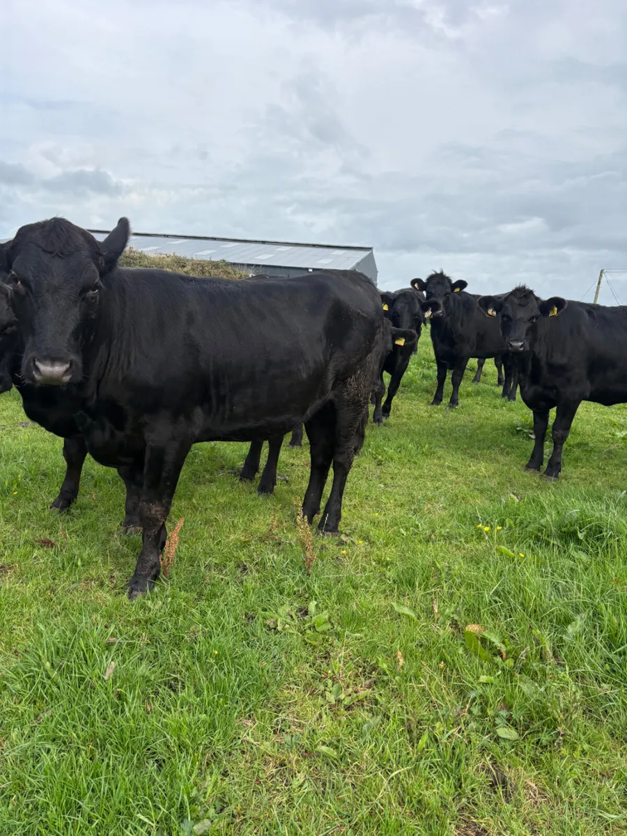 15x Angus heifers - Image 4