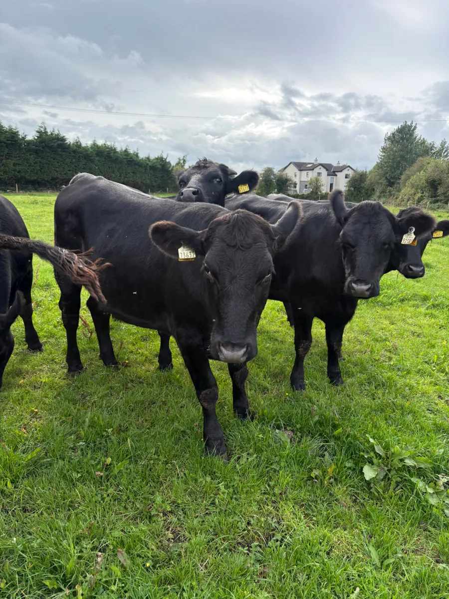 15x Angus heifers - Image 2