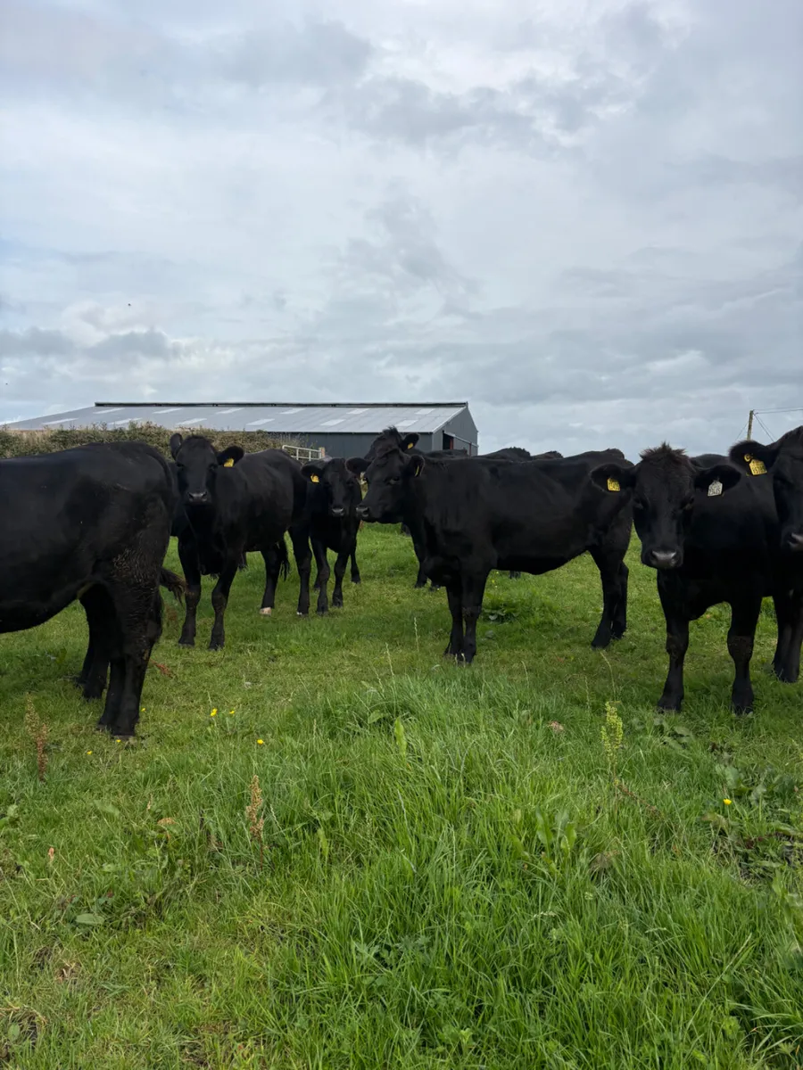15x Angus heifers - Image 1
