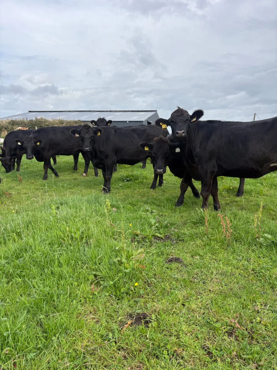 15x Angus heifers - Image 3