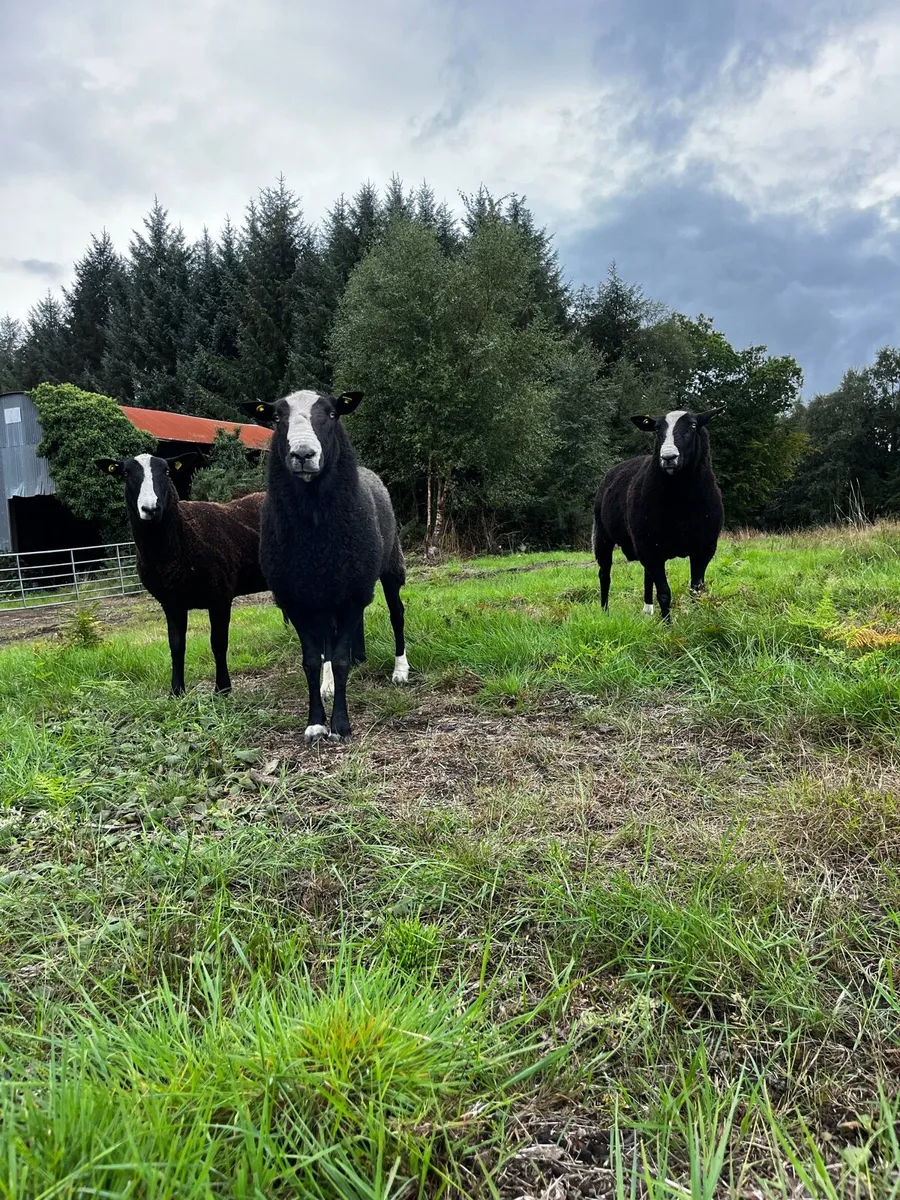 Pedigree Zwartble Flock Rams - Image 4