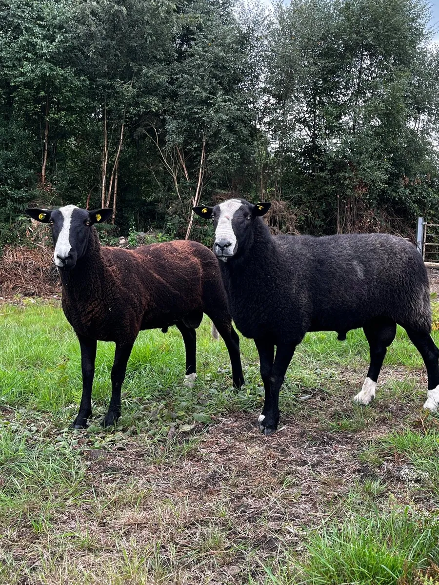 Pedigree Zwartble Flock Rams - Image 1