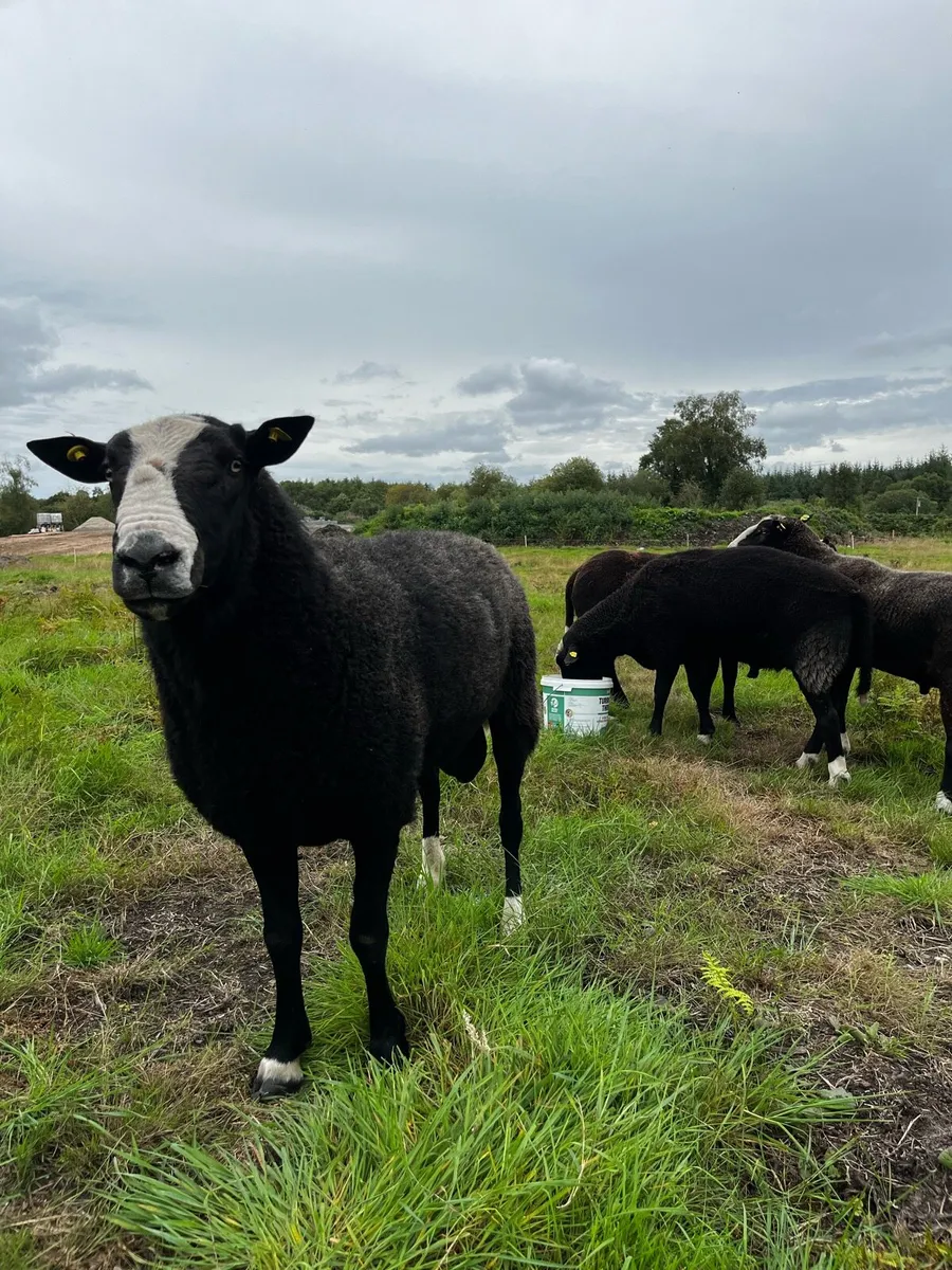 Pedigree Zwartble Flock Rams - Image 2
